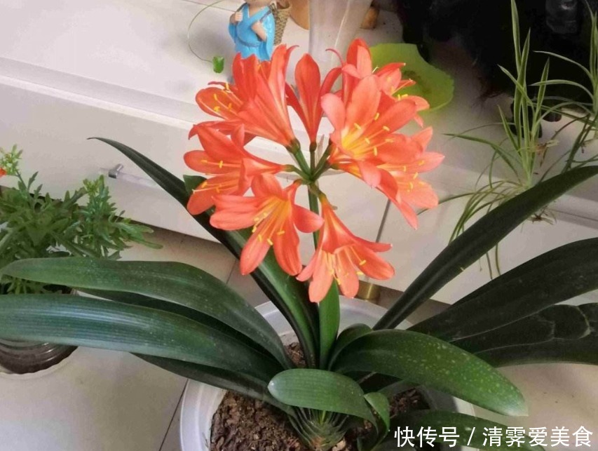 君子兰养了10年不开花,就是这个原因,看完就明白了!