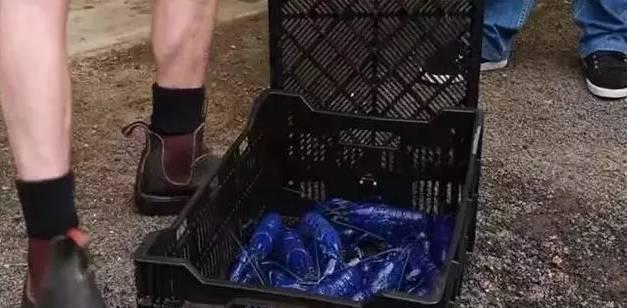 小龙虾|男子从水里捞上来一筐“蓝玻璃”,打开笼子一看,高兴地跳了起来