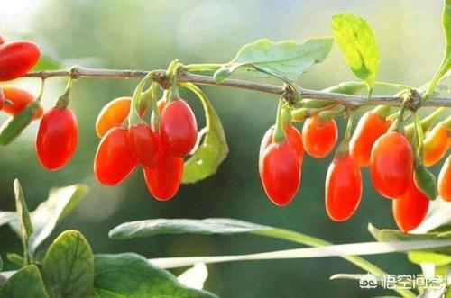 枸杞一般需要养几年才能养成盆景？