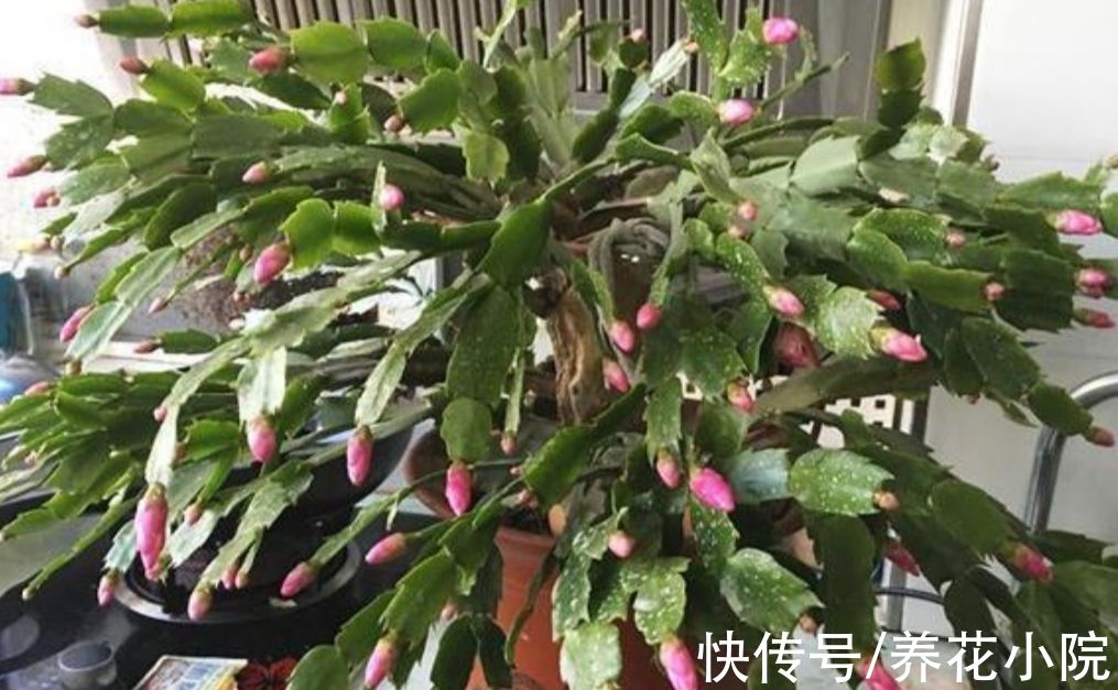 11月养蟹爪兰,给它补上“1种肥”,花苞长得多而又饱满