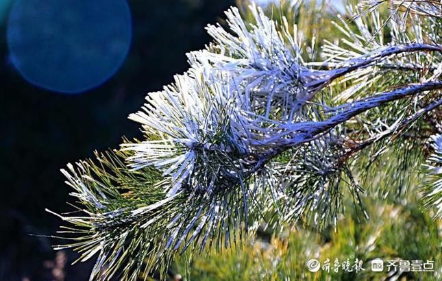 剔透|情报站｜宛如雪压枝！日照五莲大青山雾凇洁白剔透，独具风韵