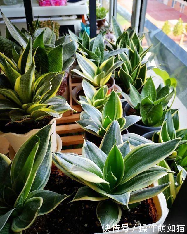 虎皮兰在冬天,处于“虚弱期”,避开3个休眠坑,一年能爆一大盆