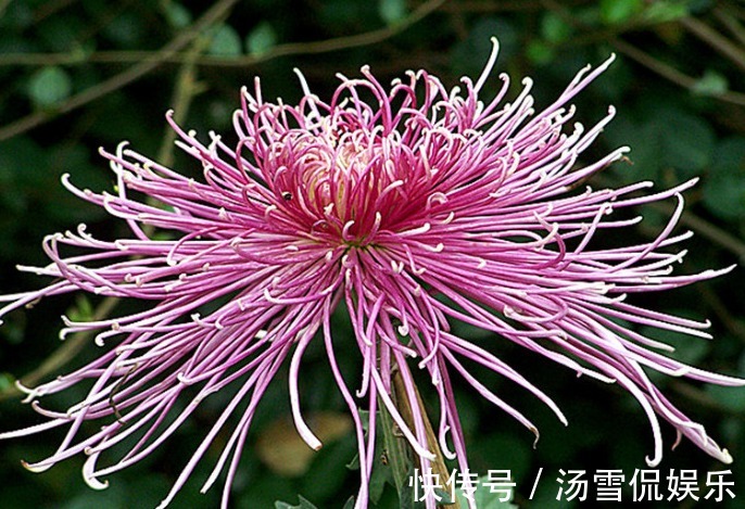 喜欢养菊,不如养盆“菊中珍品”飞鸟美人,花似美人起舞,美呆!