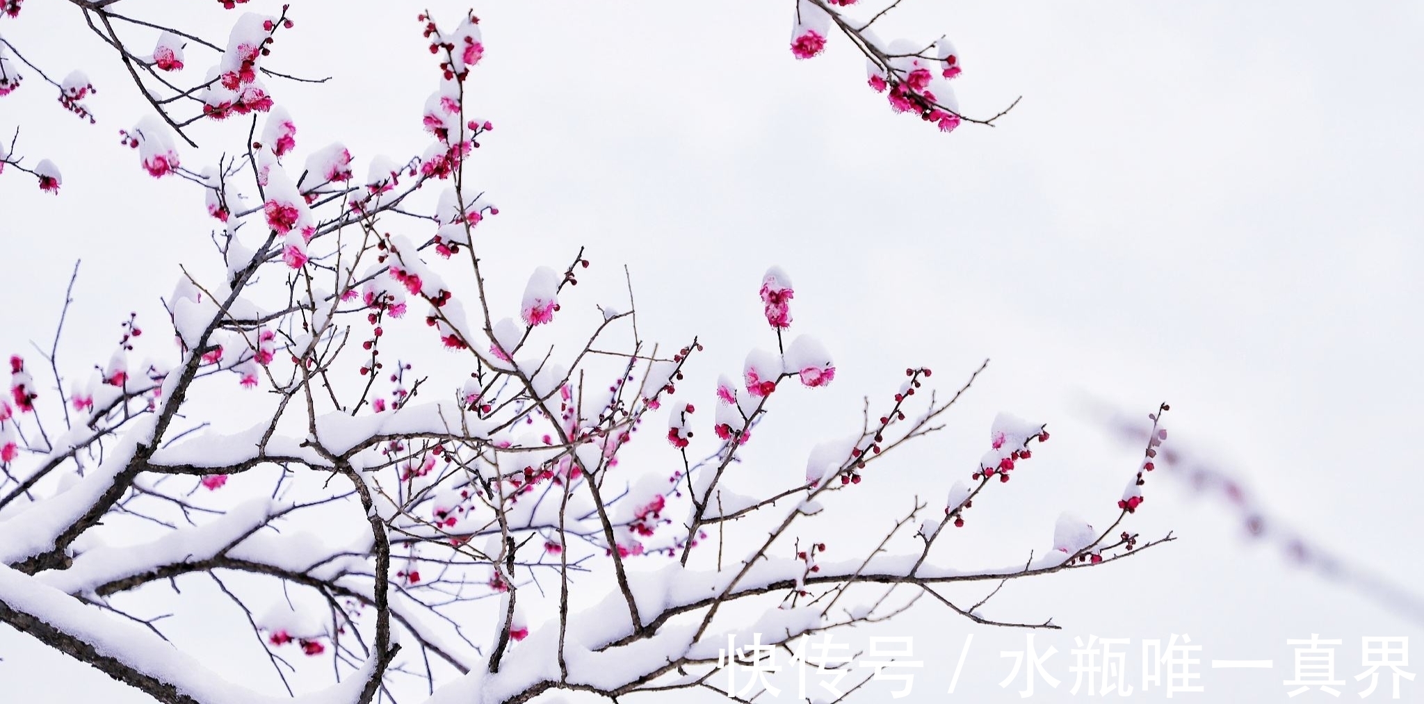 梅香&时入腊月春可盼,雪落伴梅香,婉约在人间