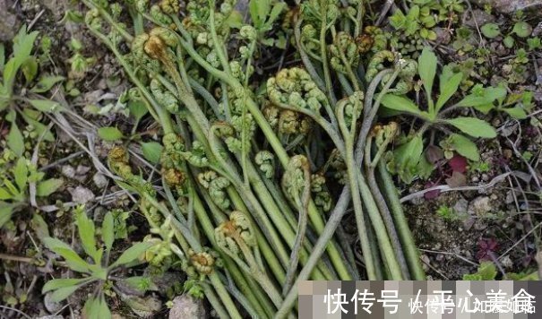 白细胞|埋没在田间的四种抗癌野菜,多数人嫌脏不吃,但是营养价值高