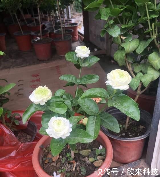 很值得入手的盆栽花,一年三季开花,漂亮又好养,一卉能熏一室香