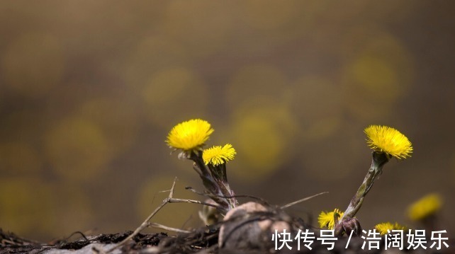 紫菀|有一味中药是咳痰良药,润肺降逆,咳嗽新久、寒热、虚实均可用