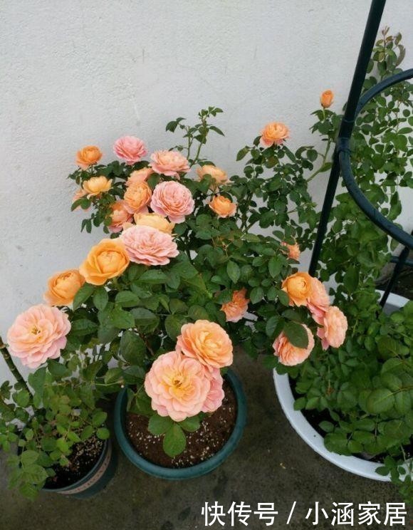  养护|超好养的月季“果汁阳台”，只需这4招，一不小心就爆盆！