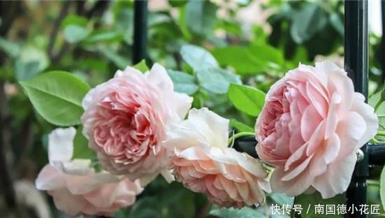 季秋季修剪|超实用的月季花,秋季修剪、促花小技巧