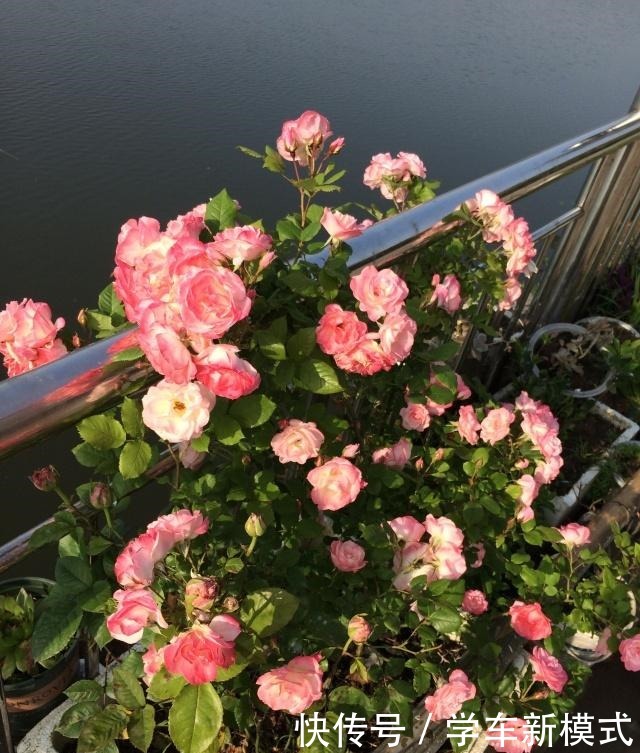 藤本花卉选这种,一年长3米,四季开花,漂亮又好养,盆栽也可以!