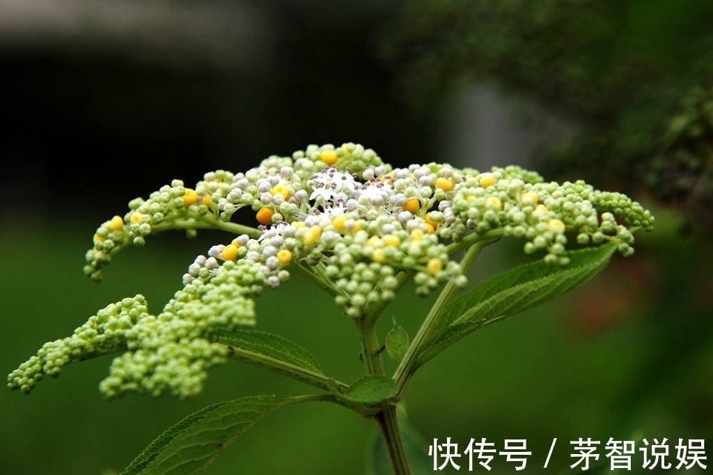 草药|一分钱不花就可治疗颈椎病腰椎病的草药,血满草,接骨草