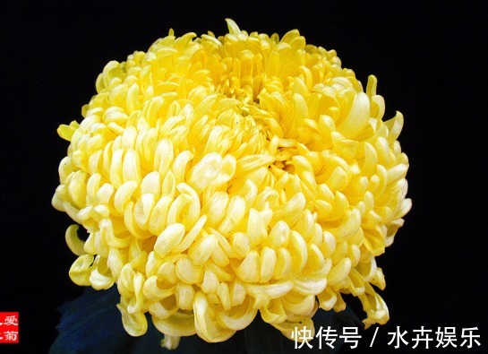 喜欢菊花,不如养盆“菊中珍品”黄鹤楼,似金玉起楼,绚丽典雅