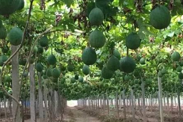 西瓜|此果浑身是宝,很多人误当成小西瓜,女性经期吃点,远离乳腺炎症