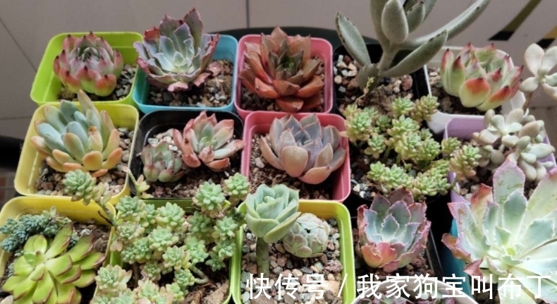 浇水|新买的多肉老桩,该怎么上盆和换盆?需要注意的地方真不少