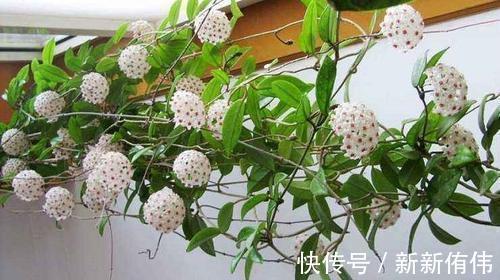 球兰|1种懒人花,丢水里就能活,爬满阳台开成花墙,值得拥有