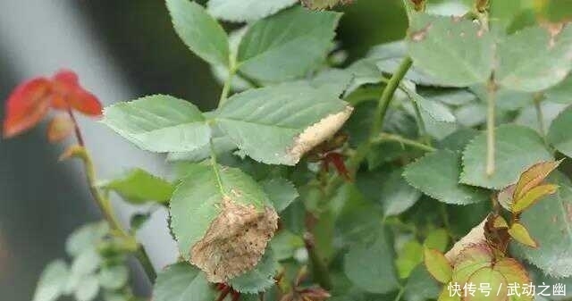 缺水|随着气温升高,月季花的叶子泛黄了,怎么办呢?教你小妙招。