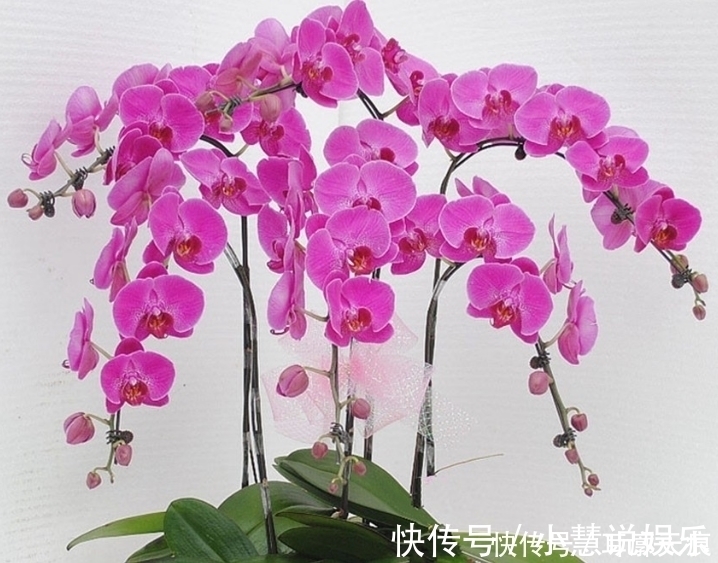 错季|不管是网购还是花市买花,4类花卉再好看也别买,买了也养不活