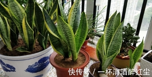 卧室养花空气新鲜就选3种花!帮助提升睡眠质量,明智的人都选它