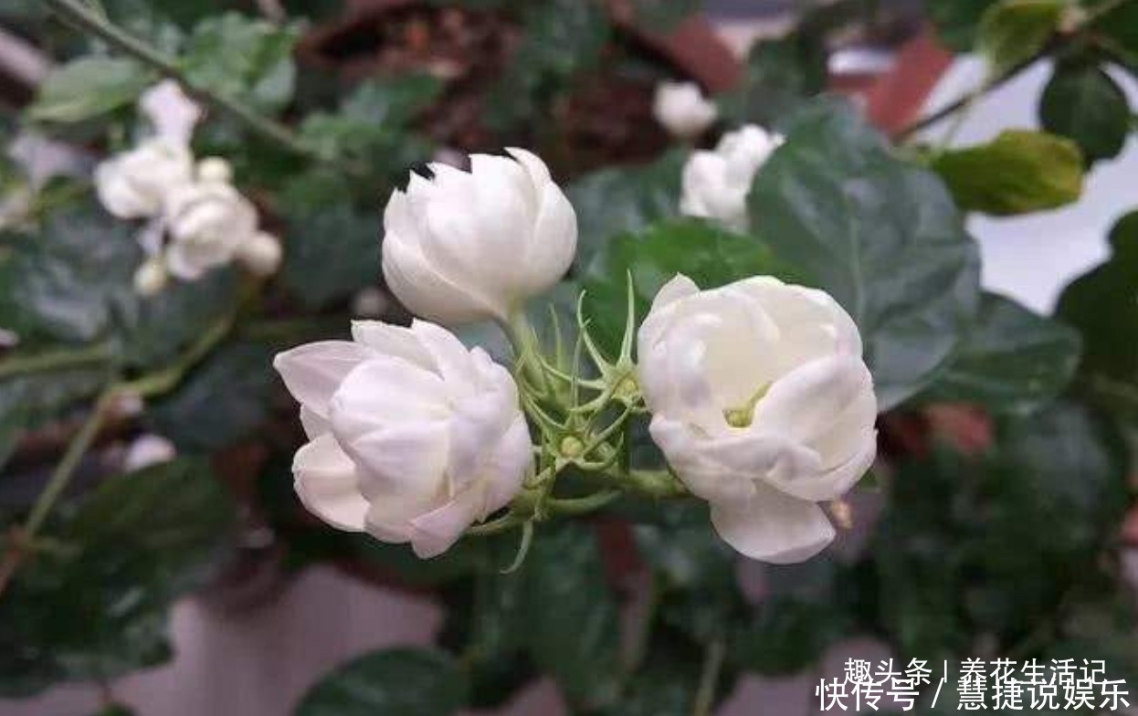 枝条|茉莉花怎么养学会“3个”方法，枝条健壮叶子绿，花朵洁白繁多