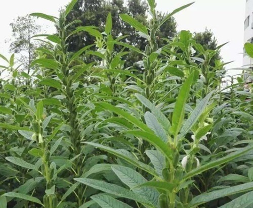 芝麻叶|农村常见的叶子,男士吃了有劲,女士吃了美容,城里人到现在才知