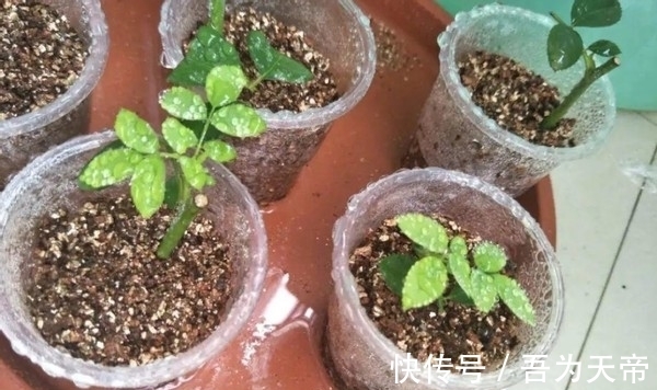 怎么提升扦插育苗的成功率?关键点全藏在这7步操作里