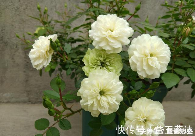 适合新手养的4种花,花量巨大,气味芬芳,全年都开花