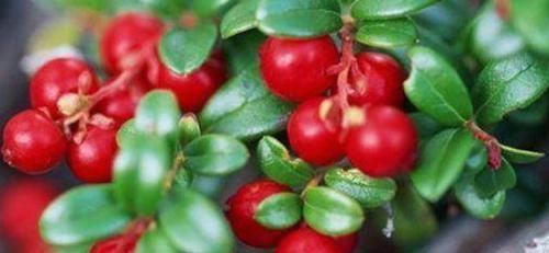 黑莓果|女性养生，推荐吃的食物，营养丰富，清热去火，不容错过