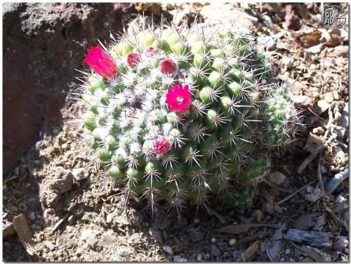 睡眠质量|3种花,再喜欢也别在室内养,会影响健康,家里养了赶紧搬出去