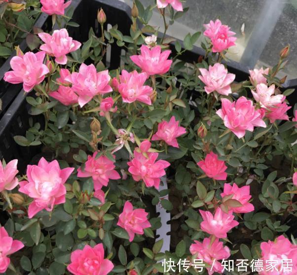 养花|此花号称“开花劳模”,分枝多开花旺,一次能开30朵,是盆栽佳品