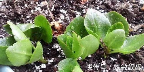 枝条|养花爱好者看过来这15种花现在“扦插”,生根快,一个周就长芽