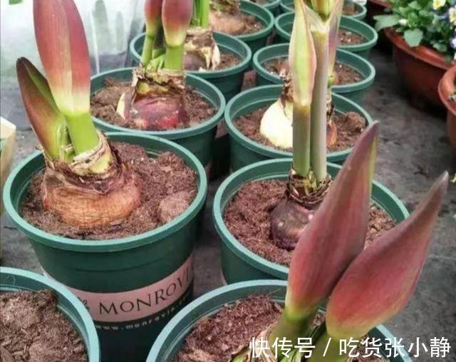 5种漂亮花,天冷多晒晒,越晒长得越健壮,花开得又多又大