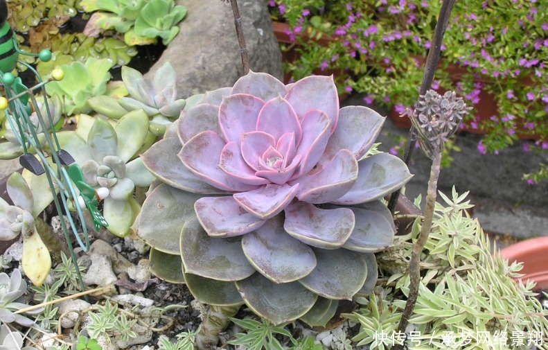 养多肉土壤怎么配?酸碱度应放在第一位,多肉轻松变得胖乎乎