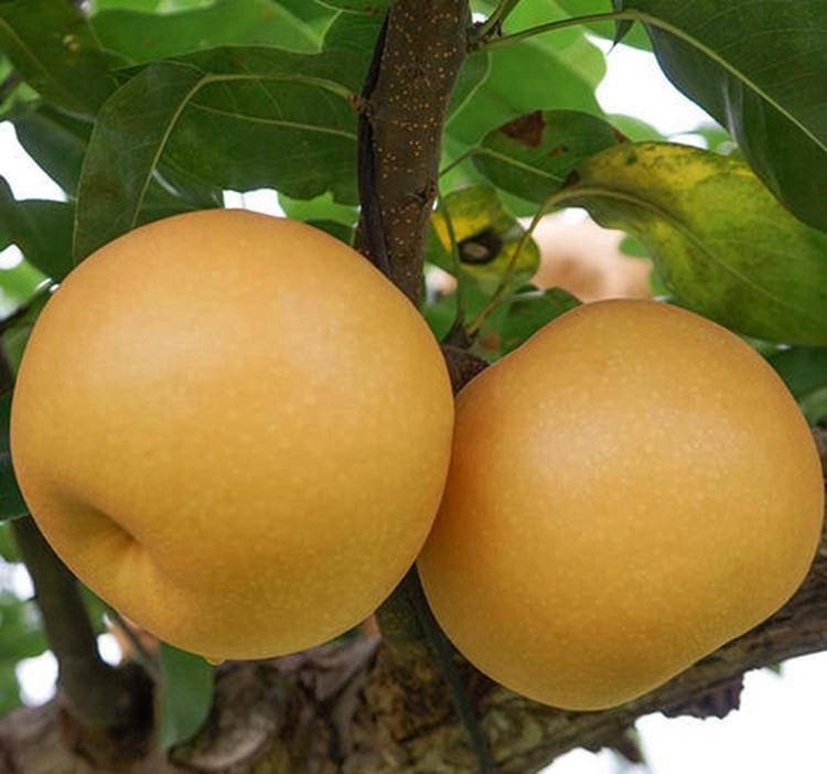 酸素|超市很常见的3种食物，补充营养，延缓衰老，身体棒棒哒！