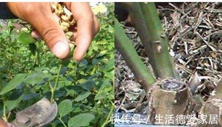 枝条|月季修剪的关键期来咯，看完这篇，持续爆花到冬天