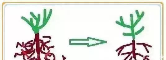 修剪|养花要“七分管、三分剪”，花卉如何修剪你一定要懂