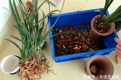 家里有这2花要忙起来,开春必须换盆换土,给它们的大白根好营养!