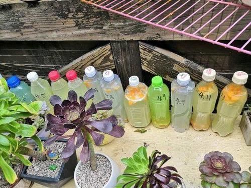 腐叶土|如果你有5个“坏习惯”,恭喜你,是养花高手!