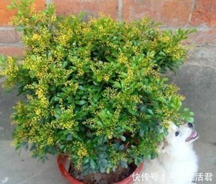 “病菌”不喜欢7种花,养家里,一家老小“身体好”,聪明人都养!