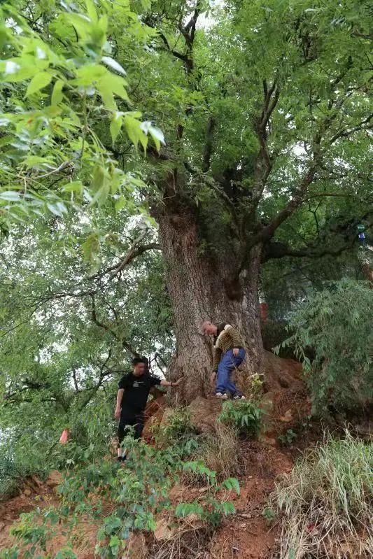 泸西 红河泸西：680棵古树被列入县级重点保护行列