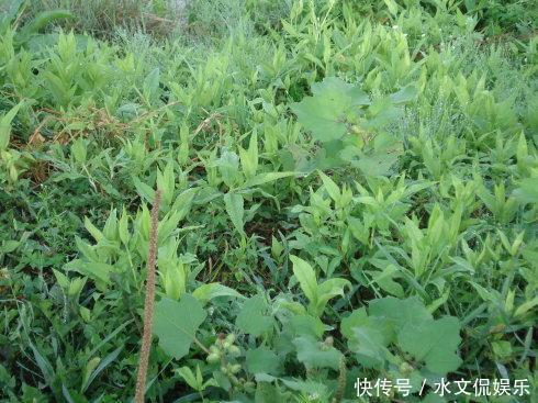 鸭嘴菜|女性不想子宫“脏脏的”，多吃三种食物，排出毒素，滋养女性子宫