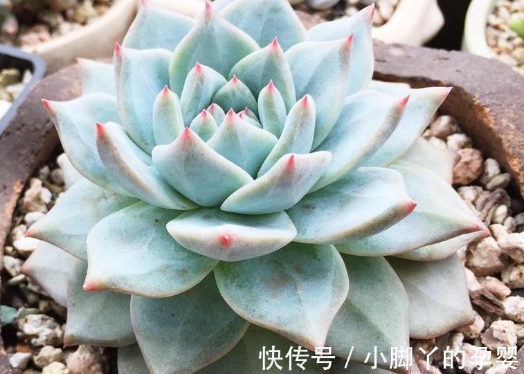 多肉植物底部枯叶该清理吗,别纠结,别让枯叶伤害到美美的多肉