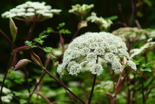 当归尾|中医养血第一药,补血又活血,散寒又祛瘀,仅仅一味药