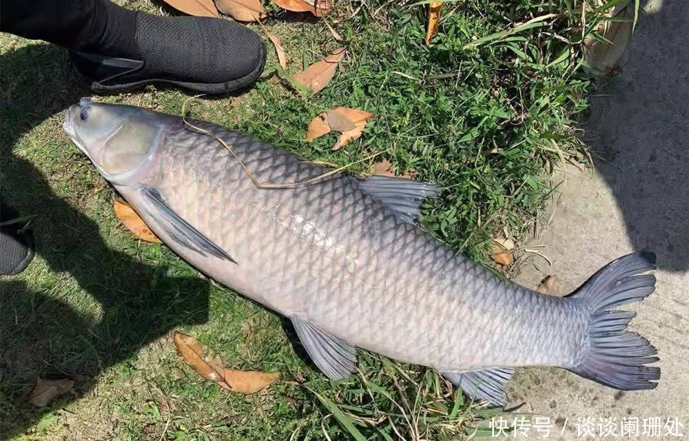 钓鱼技巧：气压的高低跟钓鱼的关系，是否气压低一定钓不到鱼？