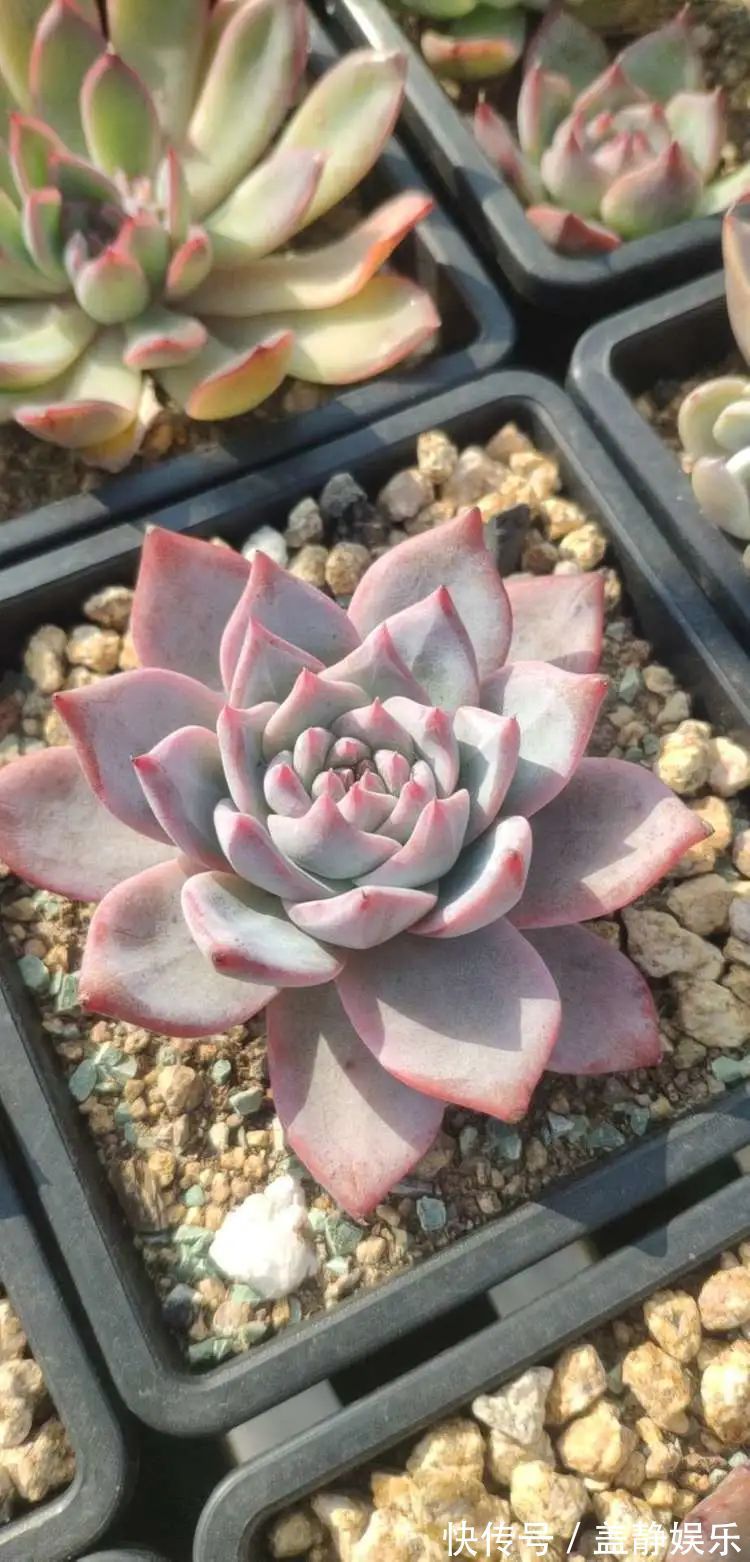 多肉是戒不掉的瘾!多肉小白入坑一年小记!