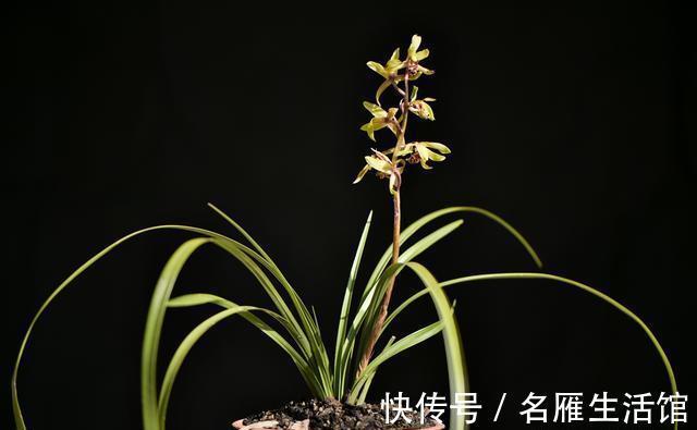养兰花时多菌灵如何使用？很多网友不知道，用错了不仅无效还有害