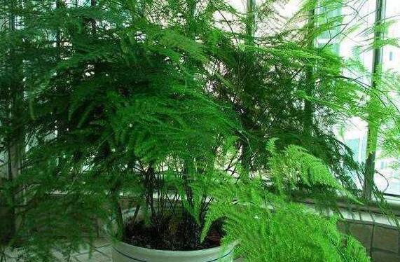 书房盆栽文竹,该如何管理养护注重5方面,枝叶翠绿又茂密