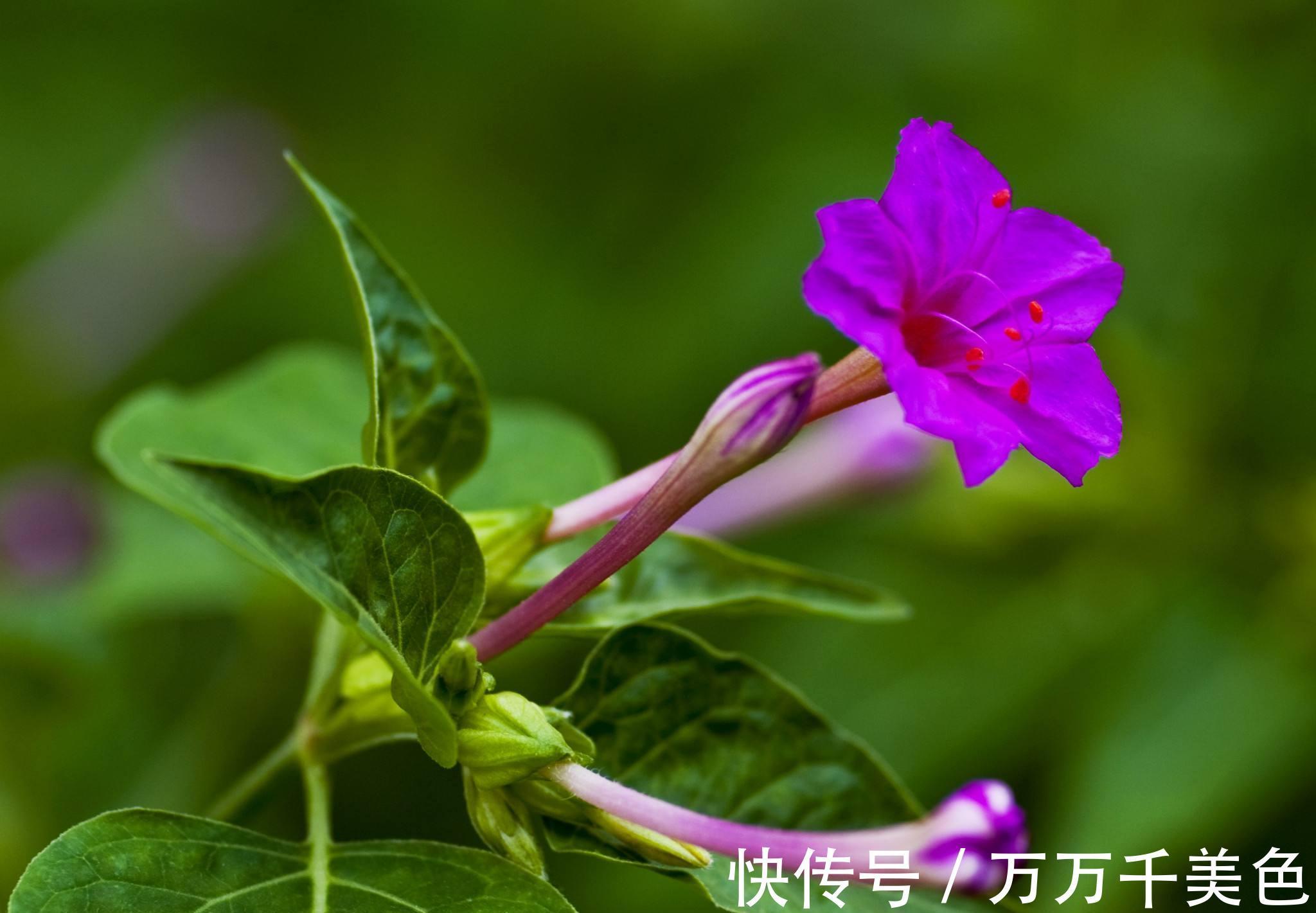 养花试试这几款，养护容易，好养又悦目的花草