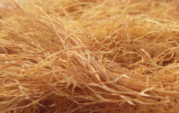 食物|湿气不除百病生! 常吃这几种食物, 帮你“赶走”湿毒一身轻!