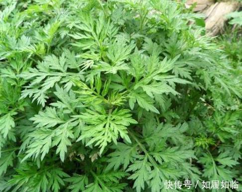 艾草|农村路边的野草,腰间盘突出的“救命草”,几天就见效,不妨试试