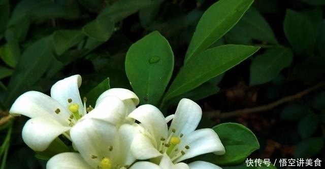 气味|这2种驱蚊草,养在家气味清香又助睡眠,好处多多,你家养了吗?